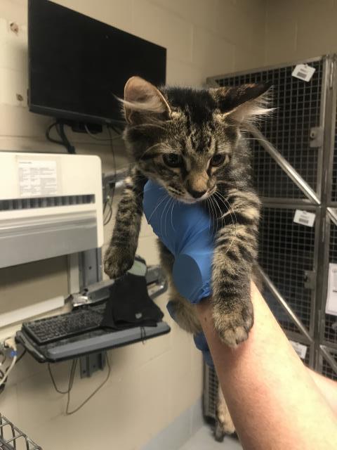 A433376, a cat for adoption from Montgomery County Animal Service Center
