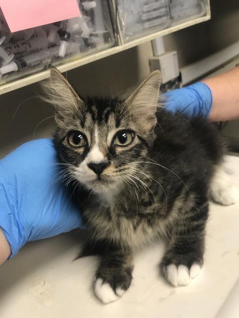 A433377, a cat for adoption from Montgomery County Animal Service Center