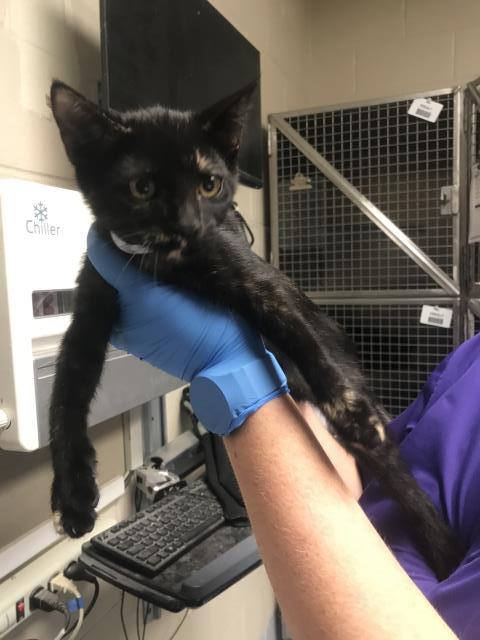 A433378, a cat for adoption from Montgomery County Animal Service Center
