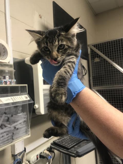 A433379, a cat for adoption from Montgomery County Animal Service Center