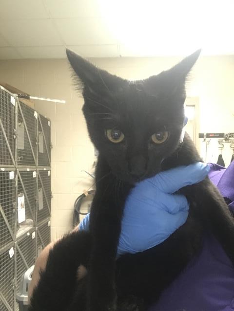 A433063, a cat for adoption from Montgomery County Animal Service Center