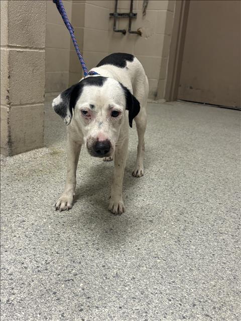 A433254, a dog for adoption from Montgomery County Animal Service Center