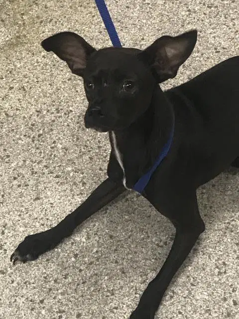 Unknown - Chihuahua