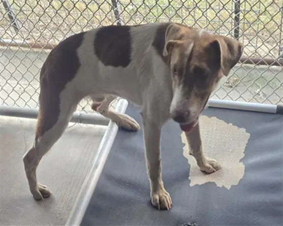 Lulu - American Foxhound