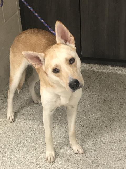 A433206, a dog for adoption from Montgomery County Animal Service Center