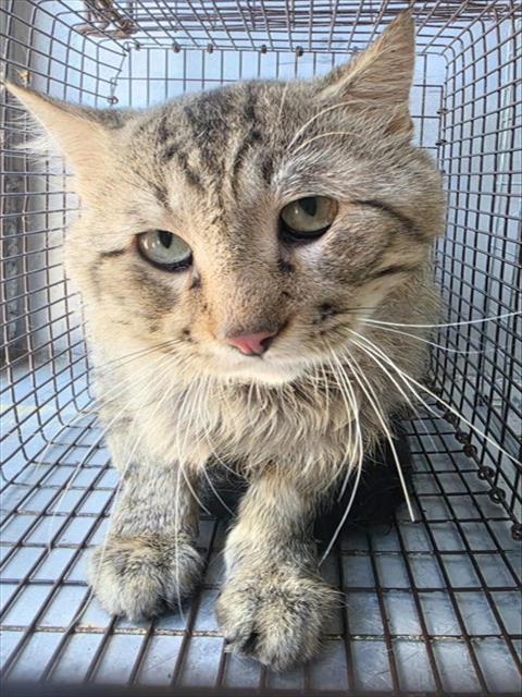 A433442, a cat for adoption from Montgomery County Animal Service Center