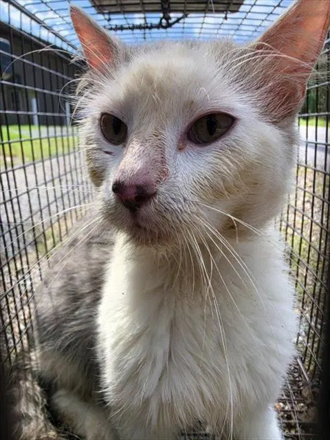 Barry B Waffles - Domestic Short Hair