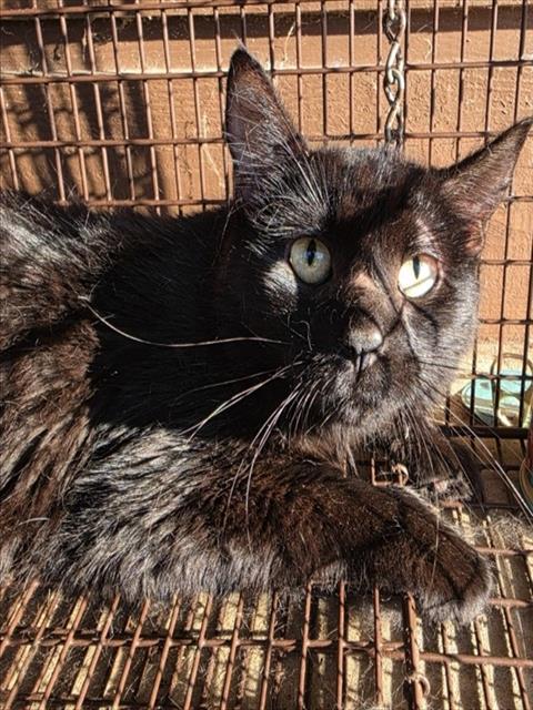 A433498, a cat for adoption from Montgomery County Animal Service Center