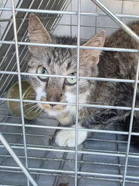 Bobby Sue - Domestic Short Hair