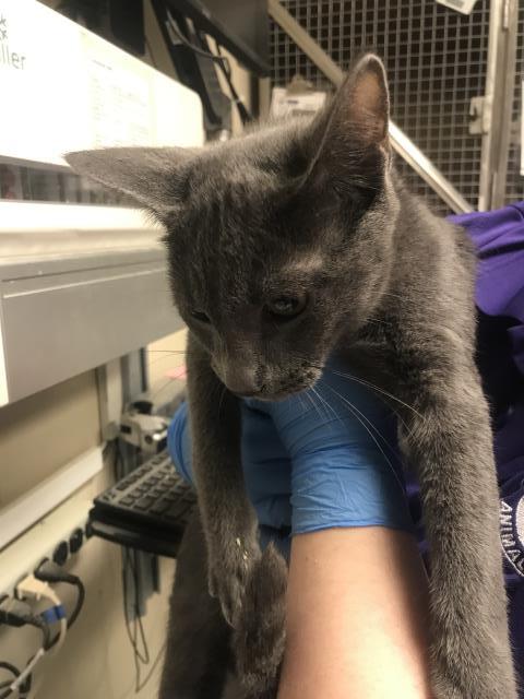 A433066, a cat for adoption from Montgomery County Animal Service Center
