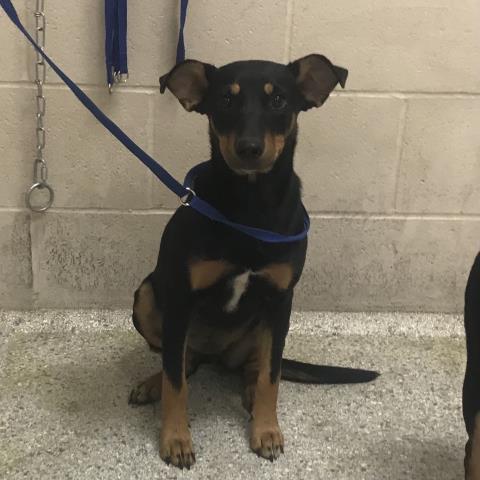 A433210, a dog for adoption from Montgomery County Animal Service Center
