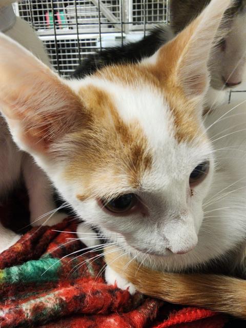 A433391, a cat for adoption from Montgomery County Animal Service Center