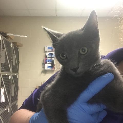 A433305, a cat for adoption from Montgomery County Animal Service Center