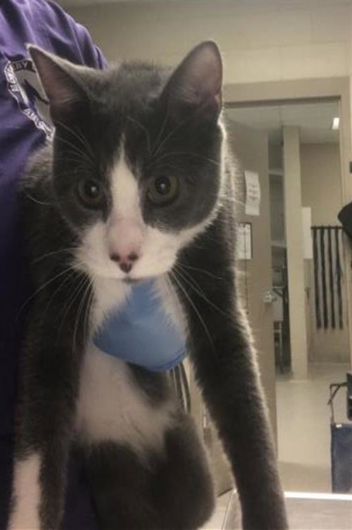 PIERRE, a cat for adoption from Montgomery County Animal Service Center