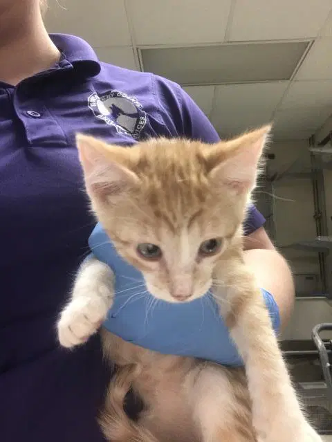 Unknown - Domestic Short Hair