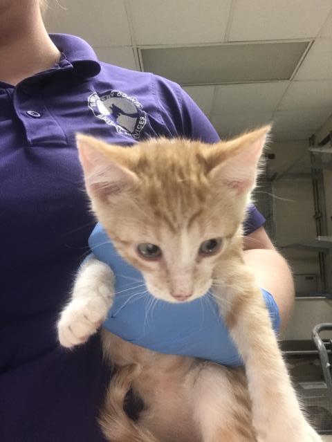 A433408, a cat for adoption from Montgomery County Animal Service Center