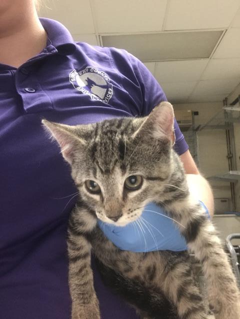 A433409, a cat for adoption from Montgomery County Animal Service Center
