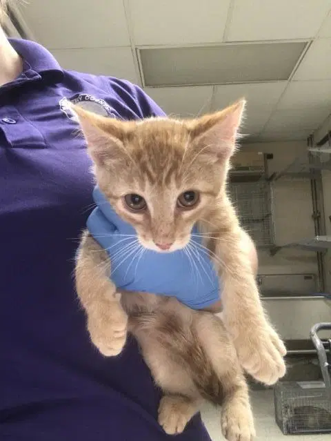 Unknown - Domestic Short Hair