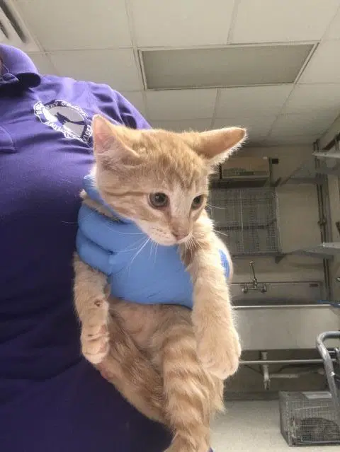 Unknown - Domestic Short Hair