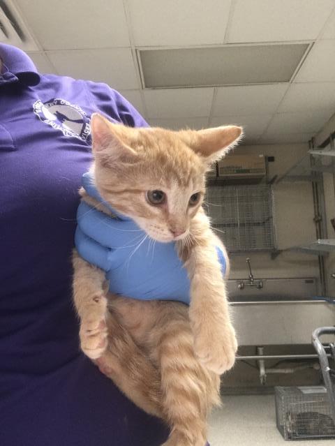 A433412, a cat for adoption from Montgomery County Animal Service Center