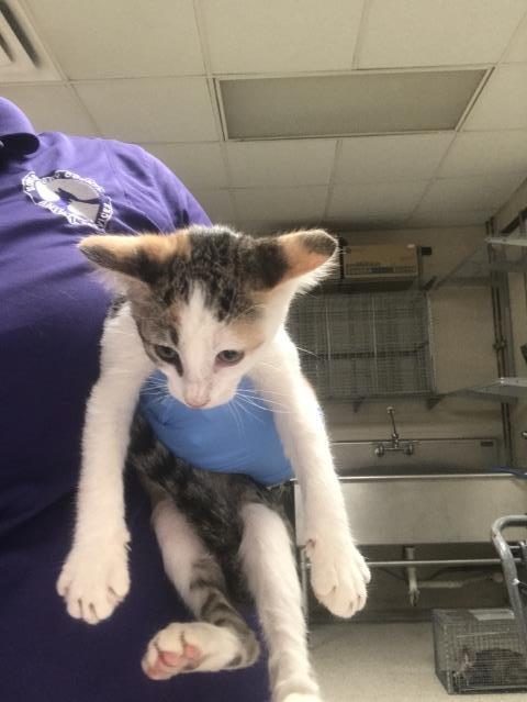 A433413, a cat for adoption from Montgomery County Animal Service Center