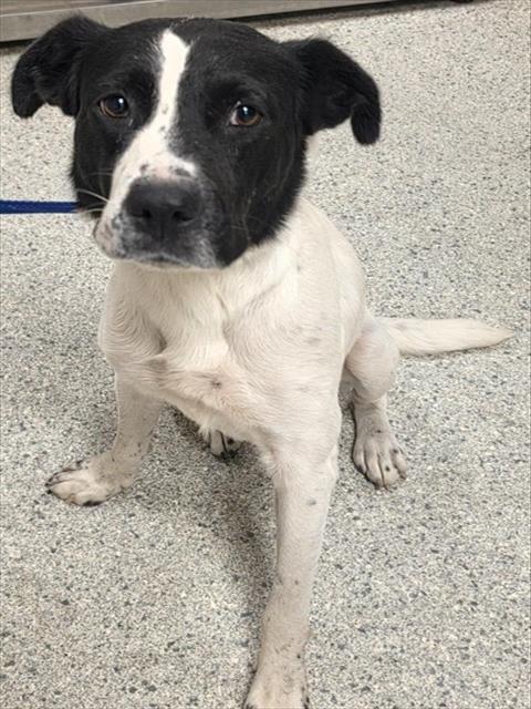 A433129, a dog for adoption from Montgomery County Animal Service Center