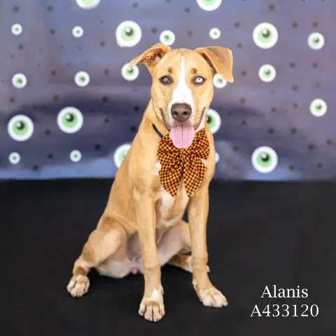 Alanis - Labrador Retriever