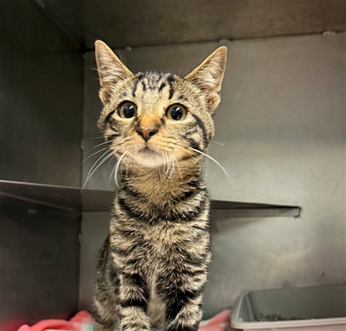 A430135, a cat for adoption from Montgomery County Animal Service Center