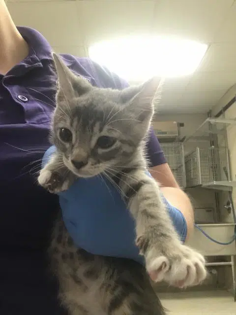 Unknown - Domestic Short Hair