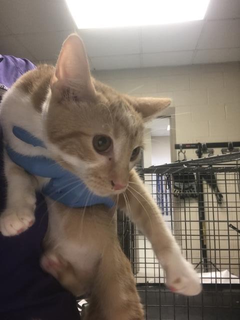 KITTY, a cat for adoption from Montgomery County Animal Service Center