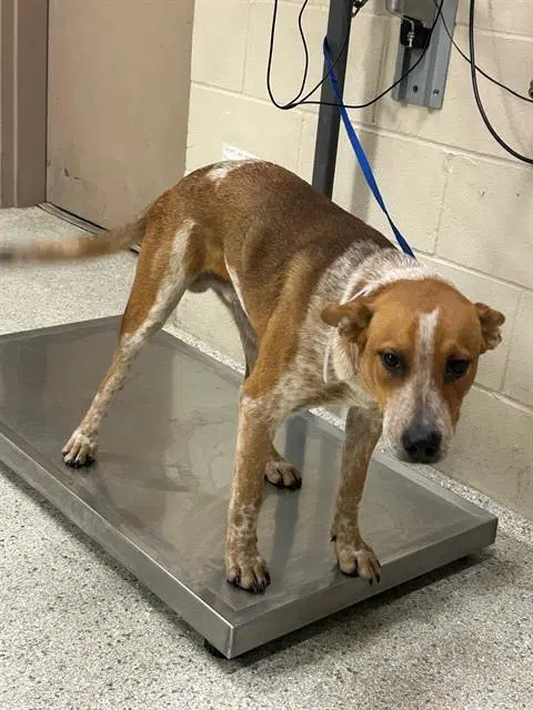 Unknown - Australian Cattle Dog/Blue Heeler