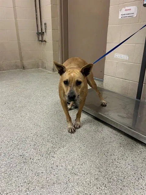 Unknown - American Pit Bull Terrier