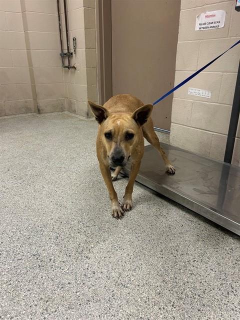 A433369, a dog for adoption from Montgomery County Animal Service Center