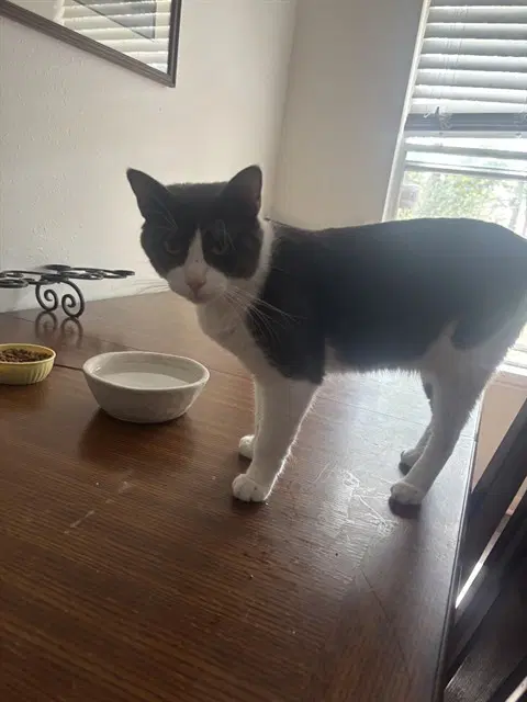Tommy - Domestic Short Hair