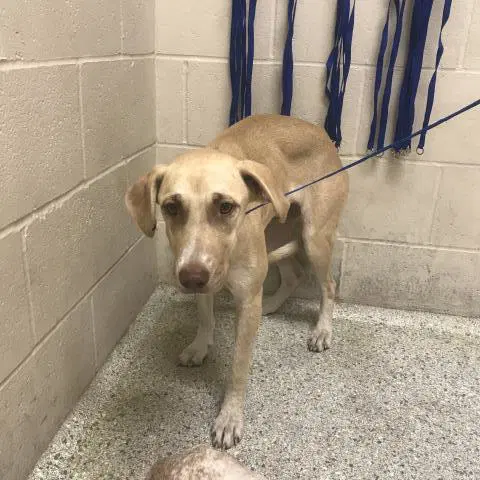 Unknown - Labrador Retriever