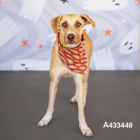 Unknown - Labrador Retriever