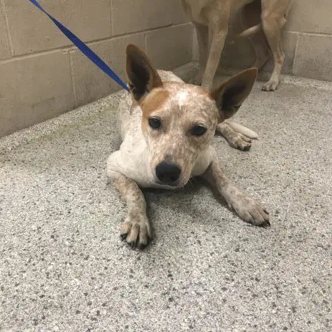 Unknown - Australian Cattle Dog/Blue Heeler