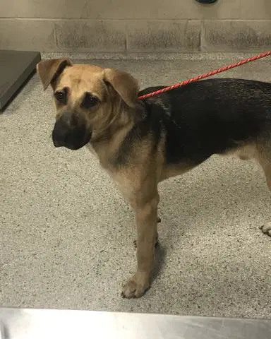Unknown - Black Mouth Cur