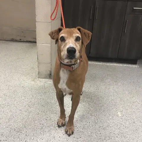 Unknown - Labrador Retriever