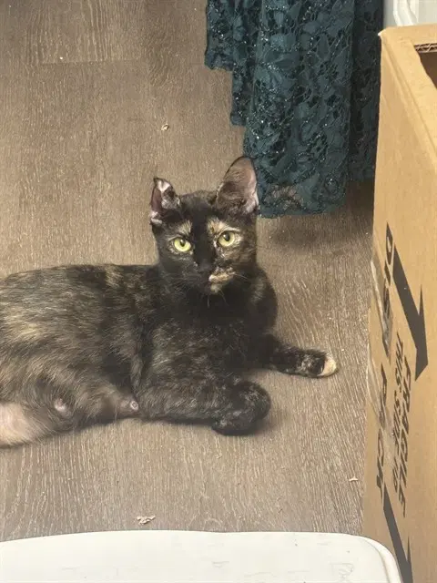 Unknown - Domestic Short Hair