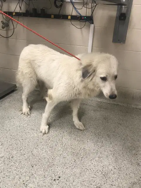 Unknown - Great Pyrenees
