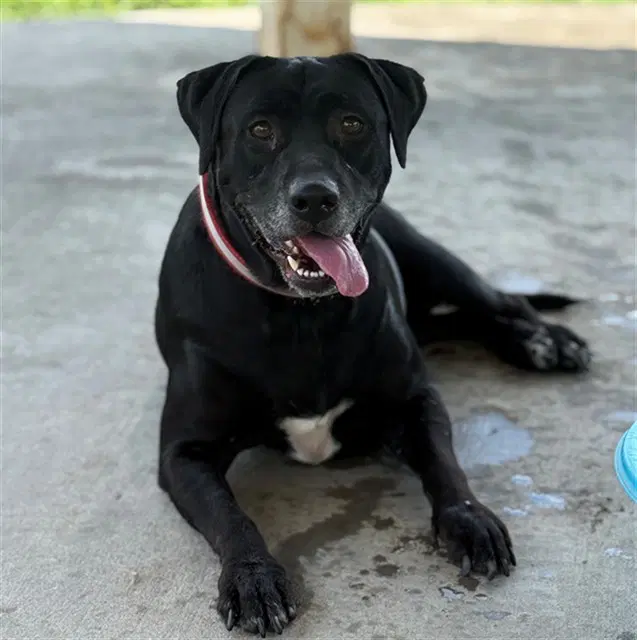 Stella - Labrador Retriever