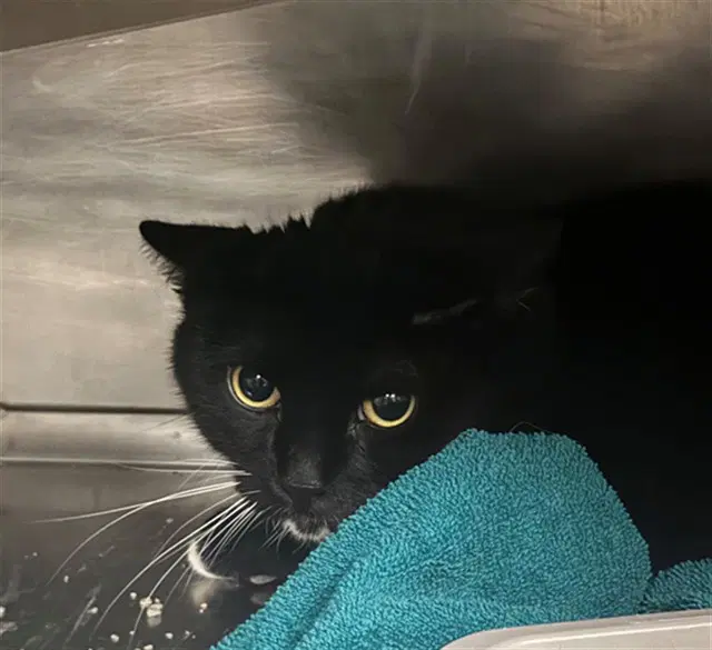 Boo - Domestic Short Hair