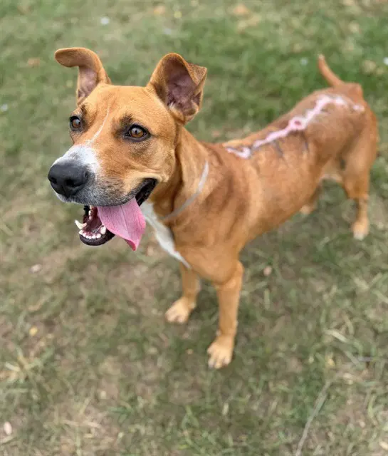 Jolene - Redbone Coonhound