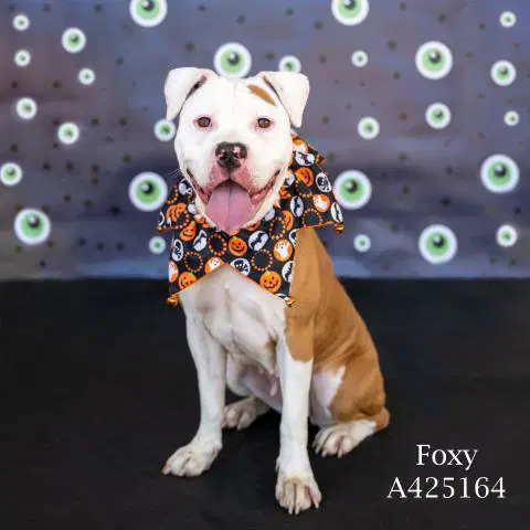 Foxy - Pit Bull Terrier