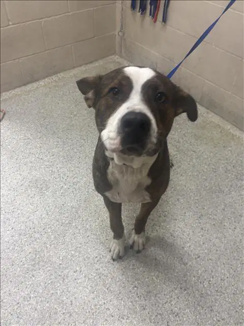 Clooney - American Pit Bull Terrier