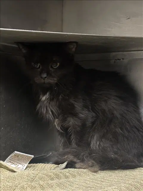 Unknown - Domestic Short Hair