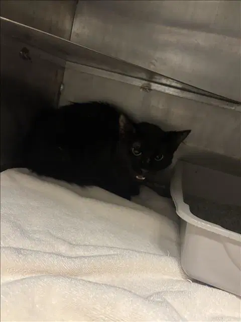 Unknown - Domestic Short Hair