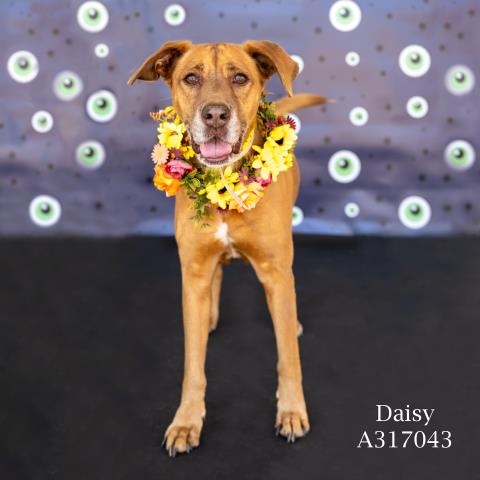 DAISY