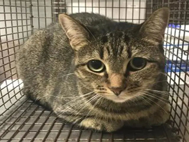 Willow - Domestic Short Hair